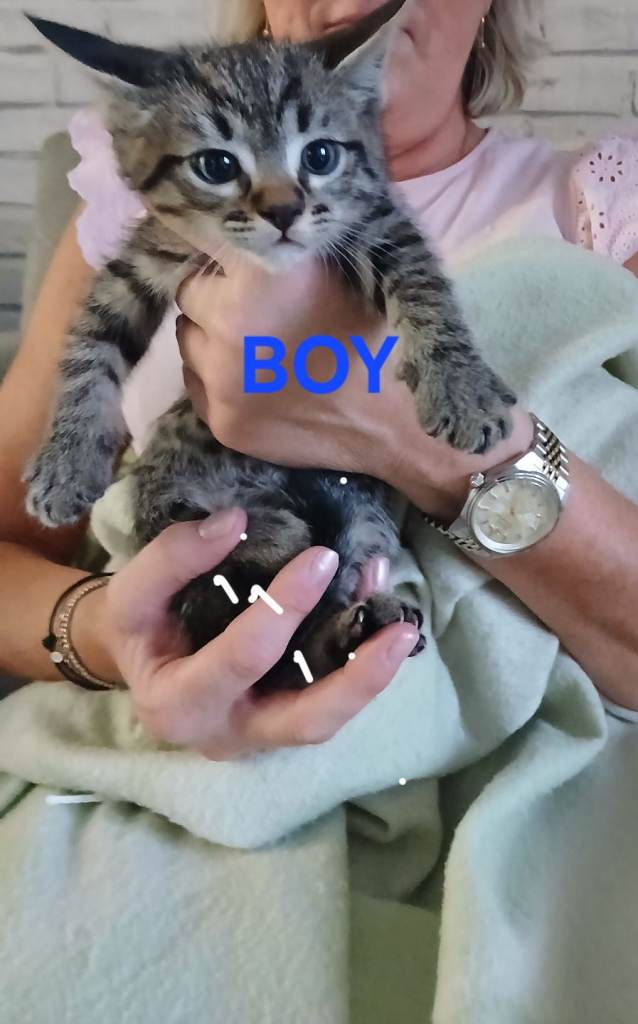 Gorgeous kittens looking for a loving home