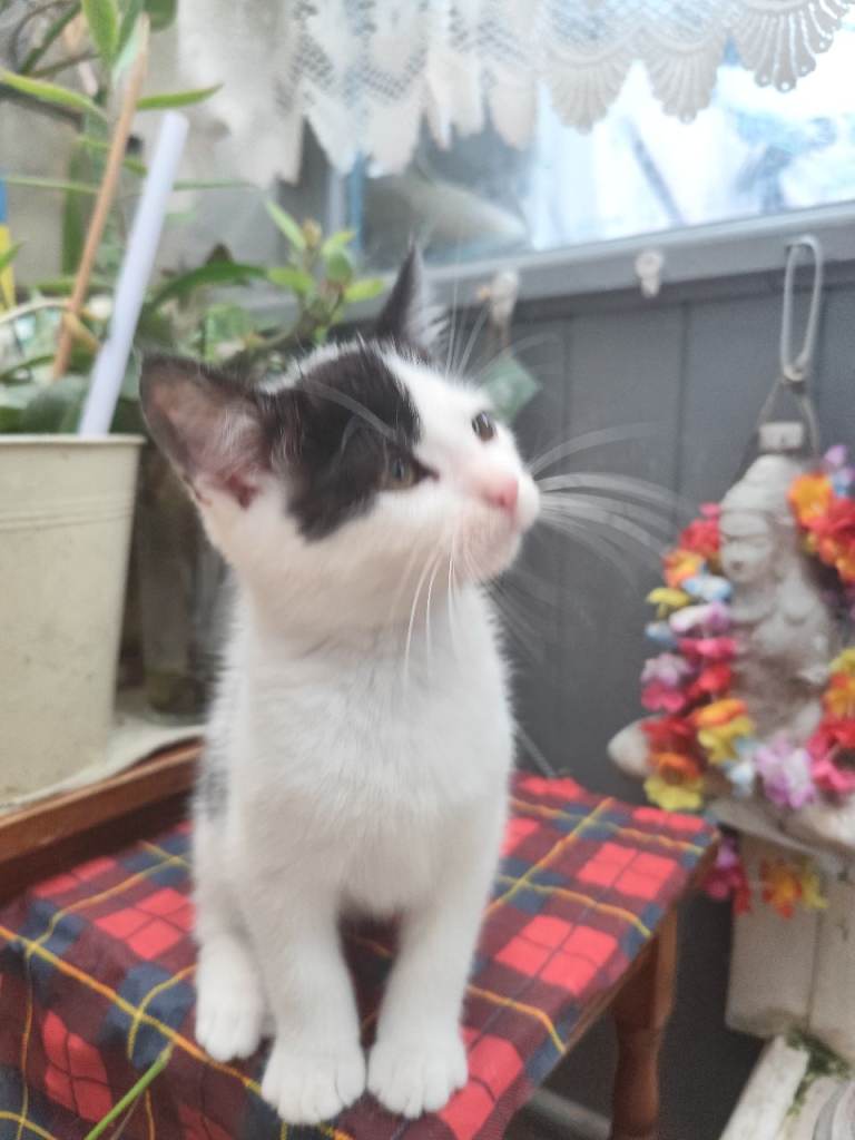 Kitten, black and White 