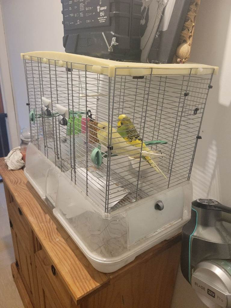 Budgies