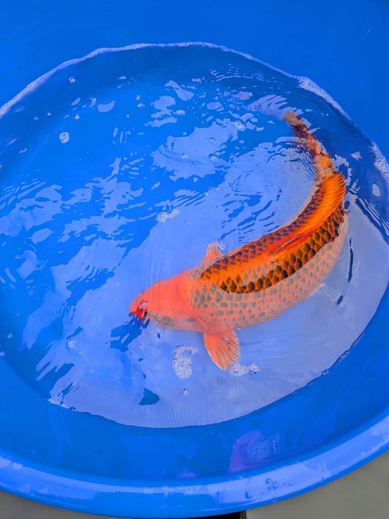 Koi, Kin Matsuba 45cm