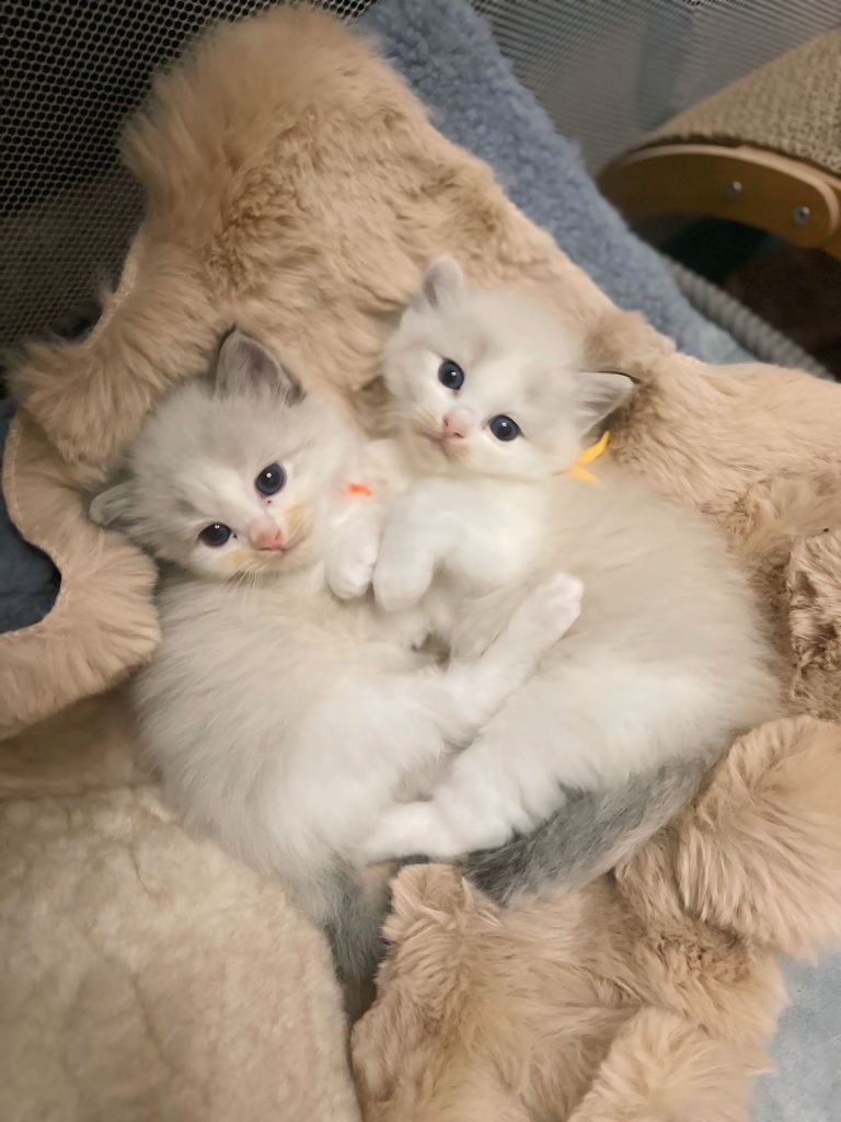 Ragdoll Kitten's 