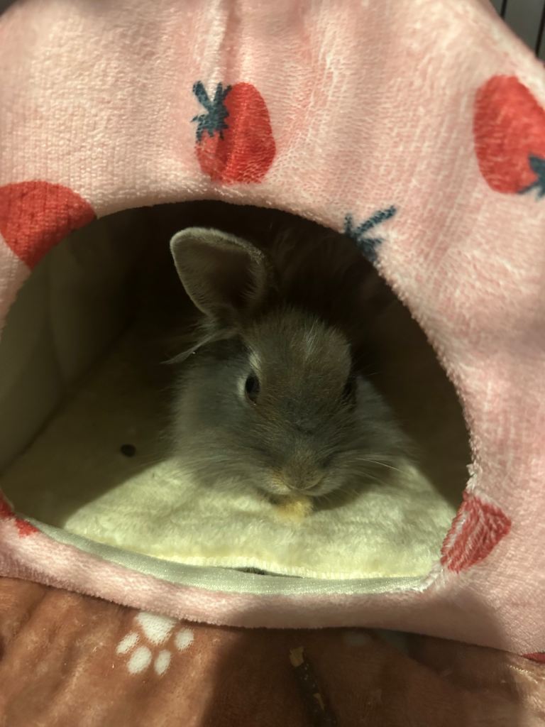 Baby lion head rabbit with cage and more 