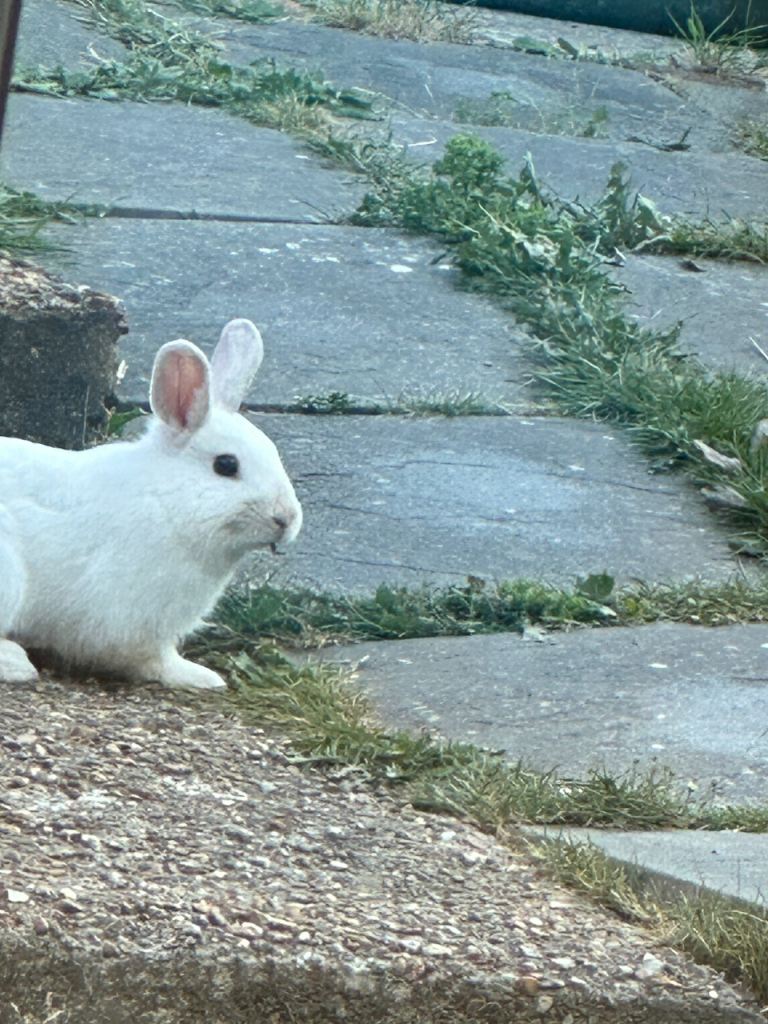 Beautiful boy Rabbit, Soft and lovely, looking for loving home, collection only 