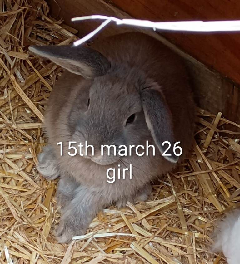 Baby rabbits for sal born 15th march 2026