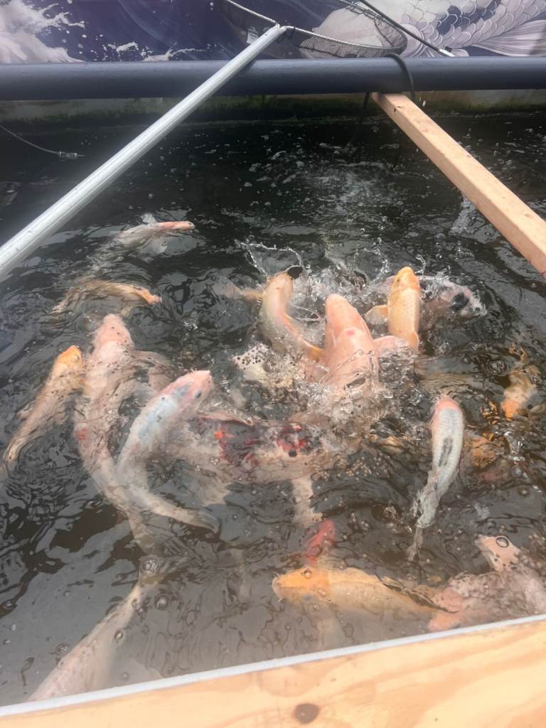  Large koi