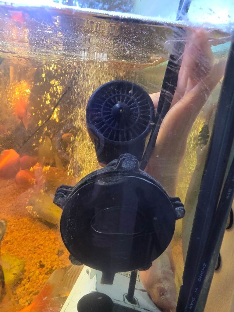 Koi carps gold fish and common plec 