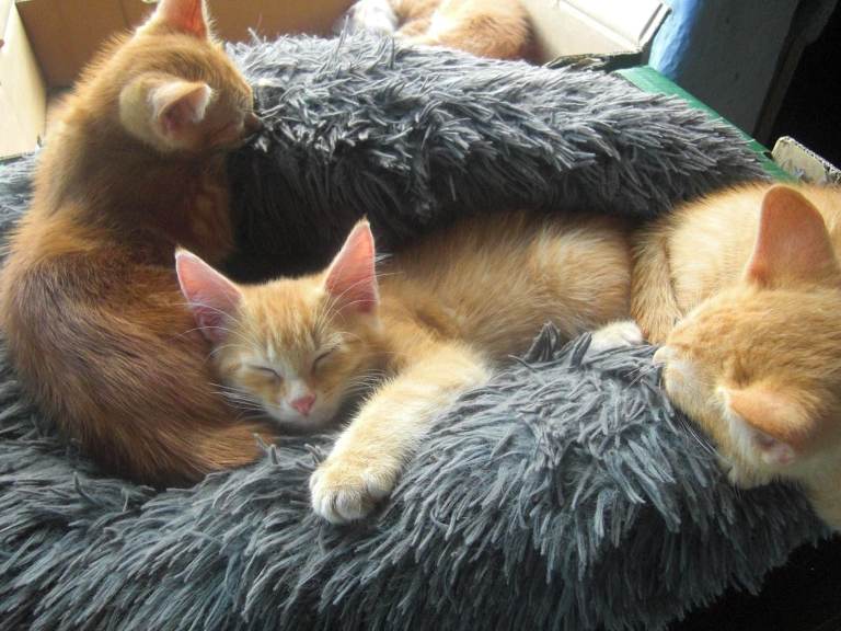 STOP SCROLLING !! LOOK HERE !! CUTE ALERT !! DOMESTIC SIAMESE CAT LINEAGE