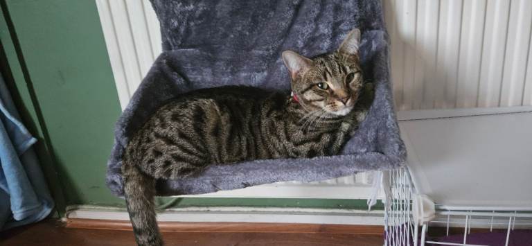 11 month old male kitten looking for his forever home