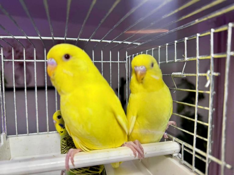 Beautiful Young Budgies & Breeding Pair Available