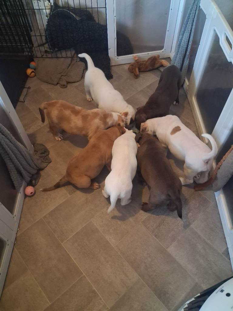 Puppies For Sale