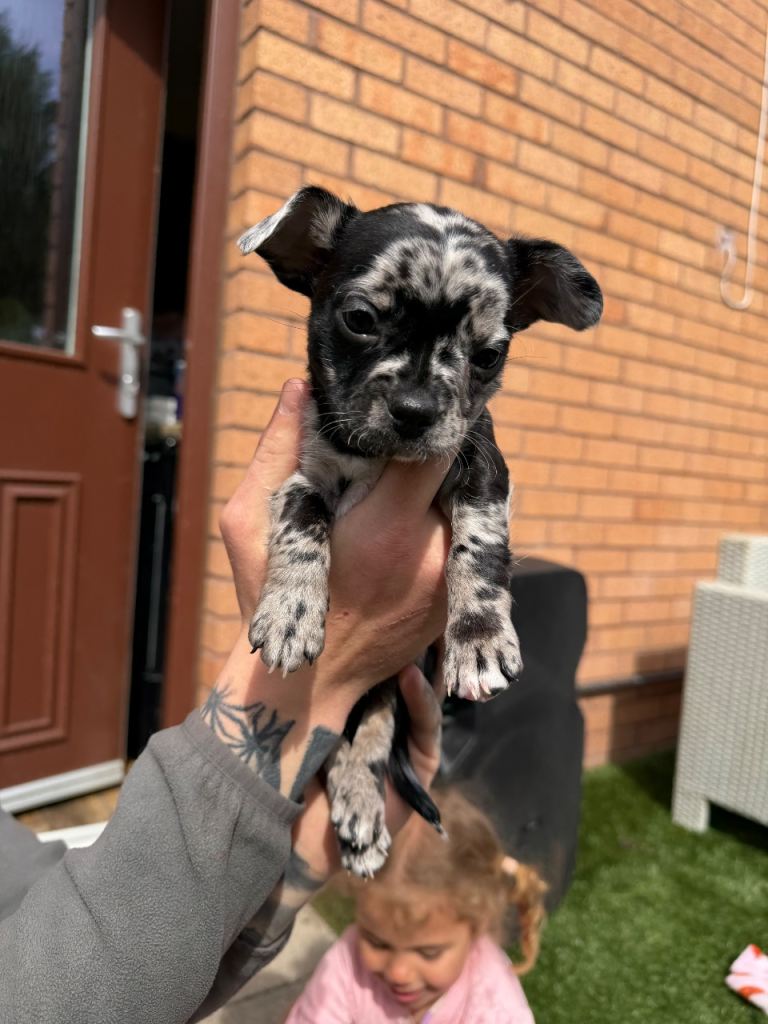 Frenchie x Chorkie Puppies