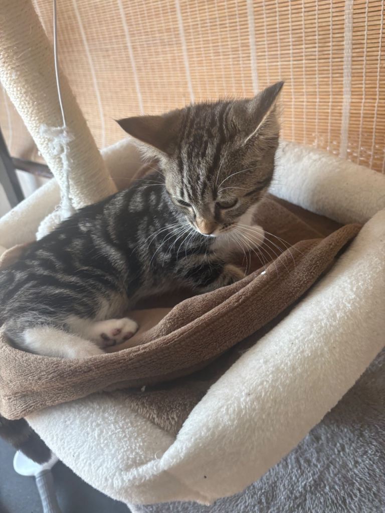 Kitten make