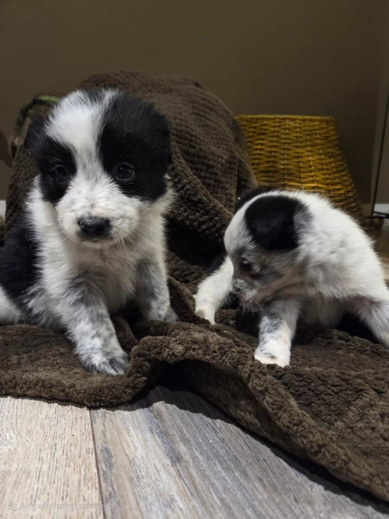 ⭐️Top Class Collie Pups for Sale ⭐️