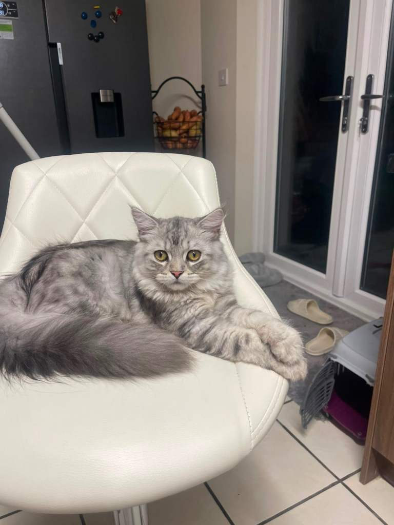 Persian x ragdoll 