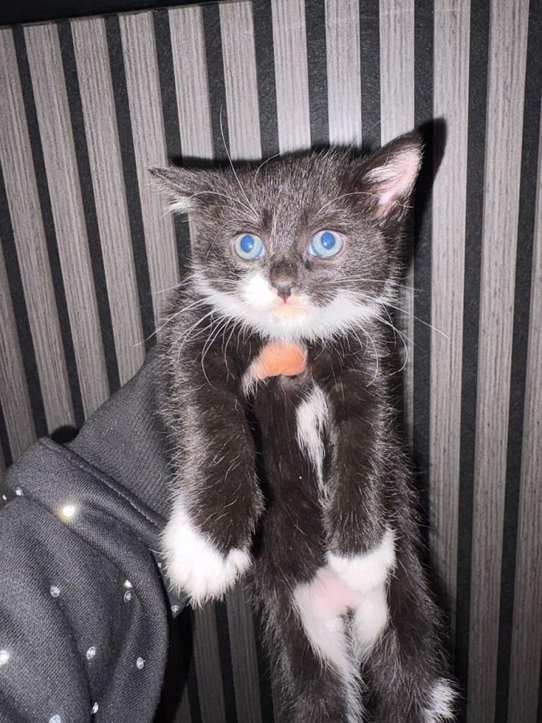 Kittens