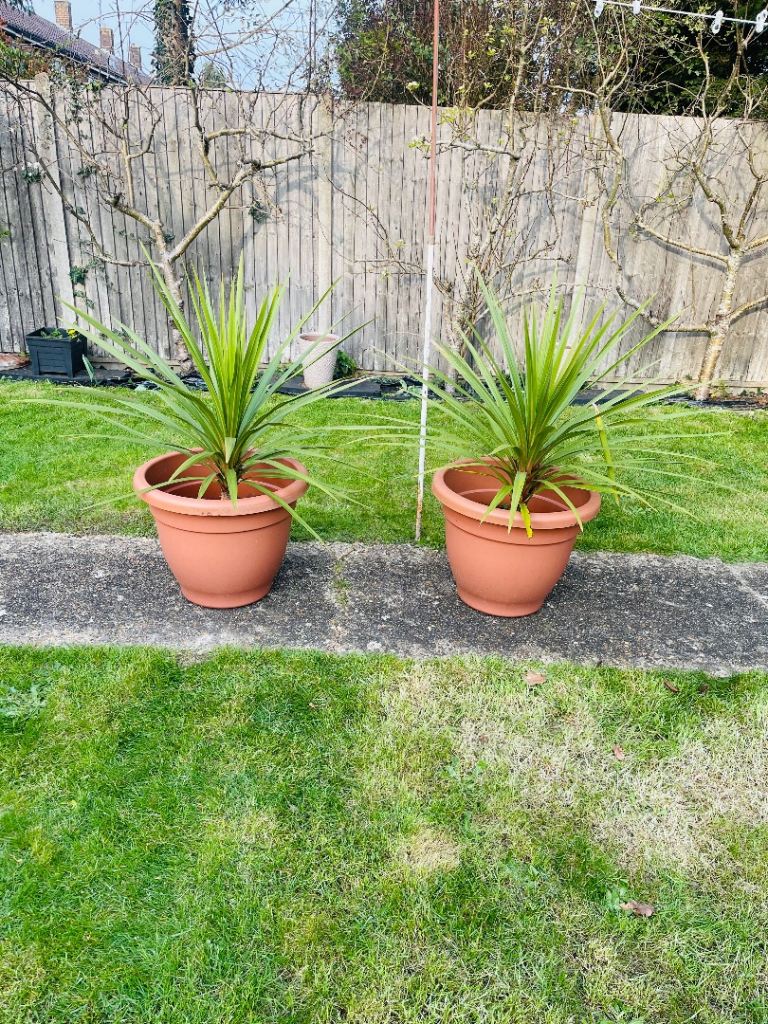Cordyline Palm Trees