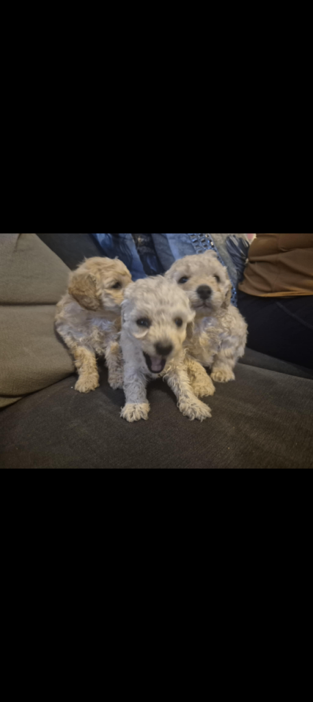 Miniature poodle 