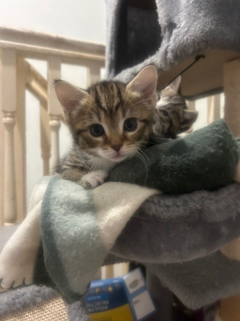 6 week old tabbie fluffy kittens 