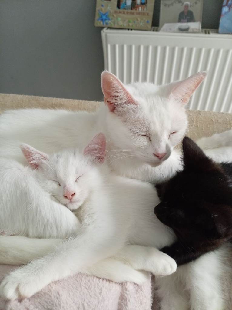 Male white kitten 