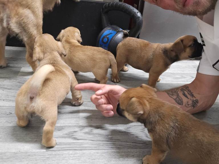 Tri bred pups