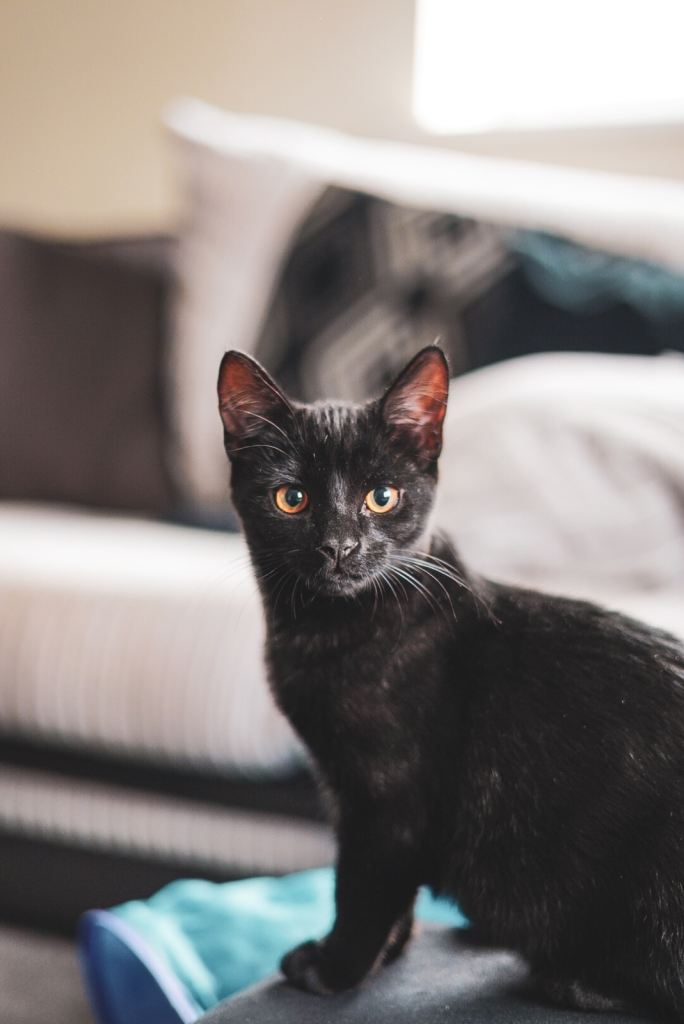 Kittens for sale