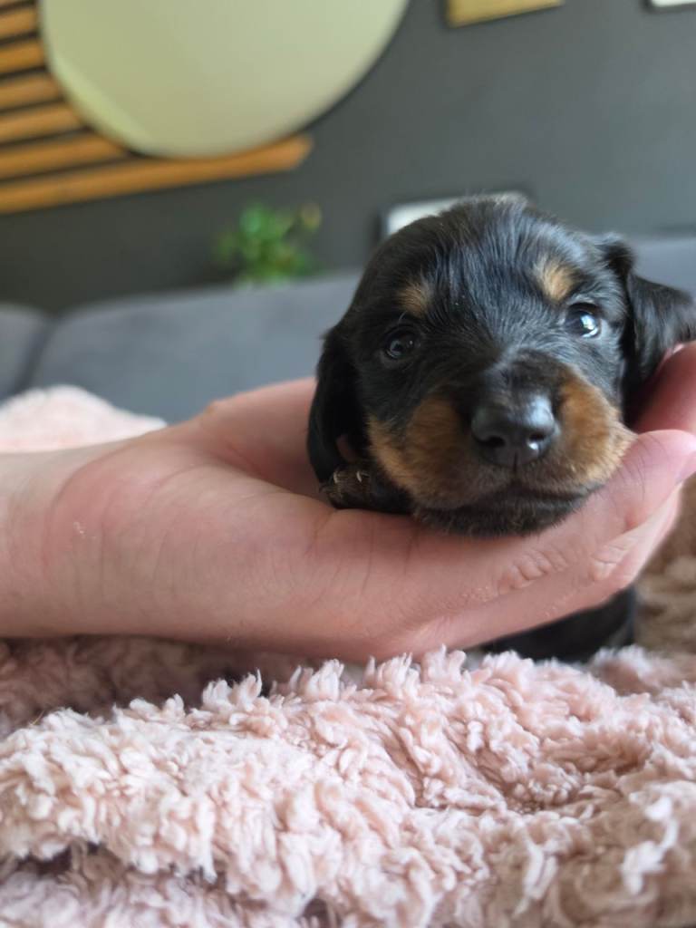 Miniature dachshund puppies only 2 girls left