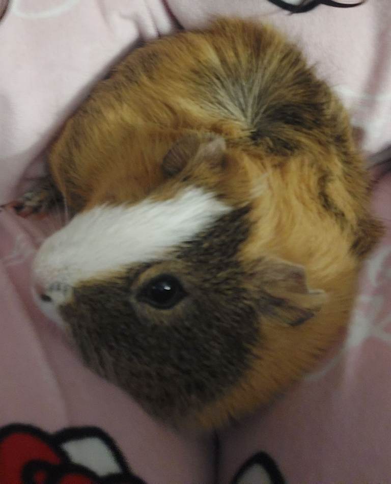 Male guinea pigs