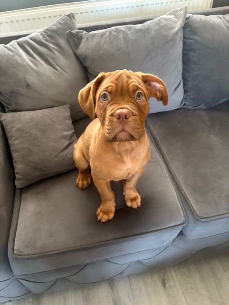 Dogue de bordeux male 