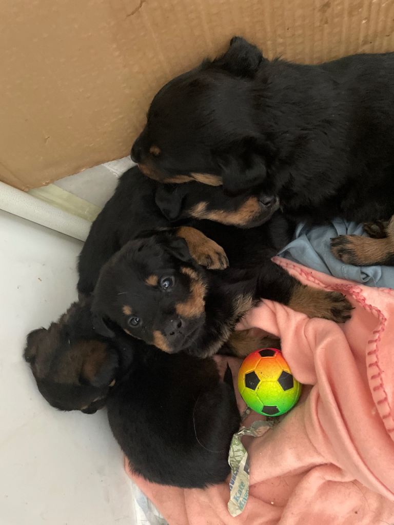 Rottweiler puppies 