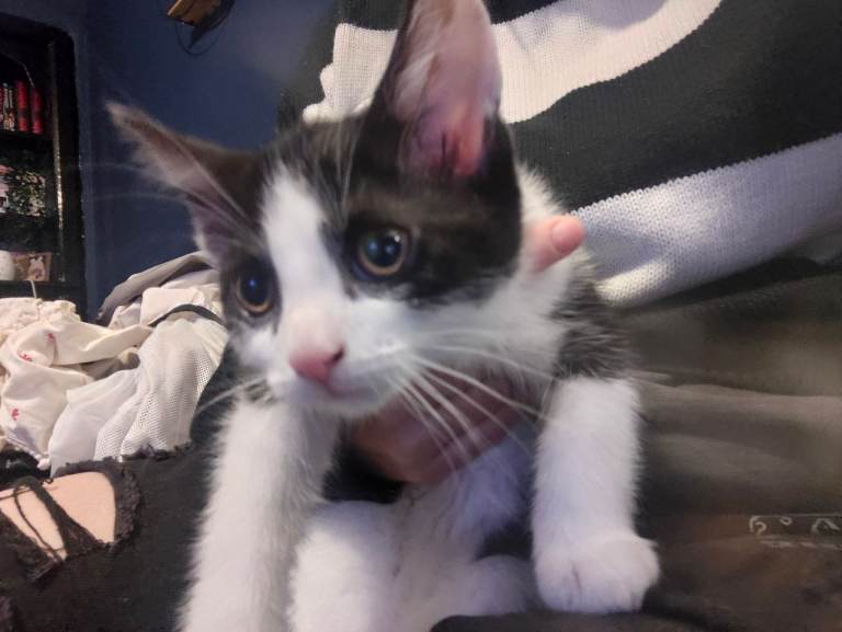 Kittens 
