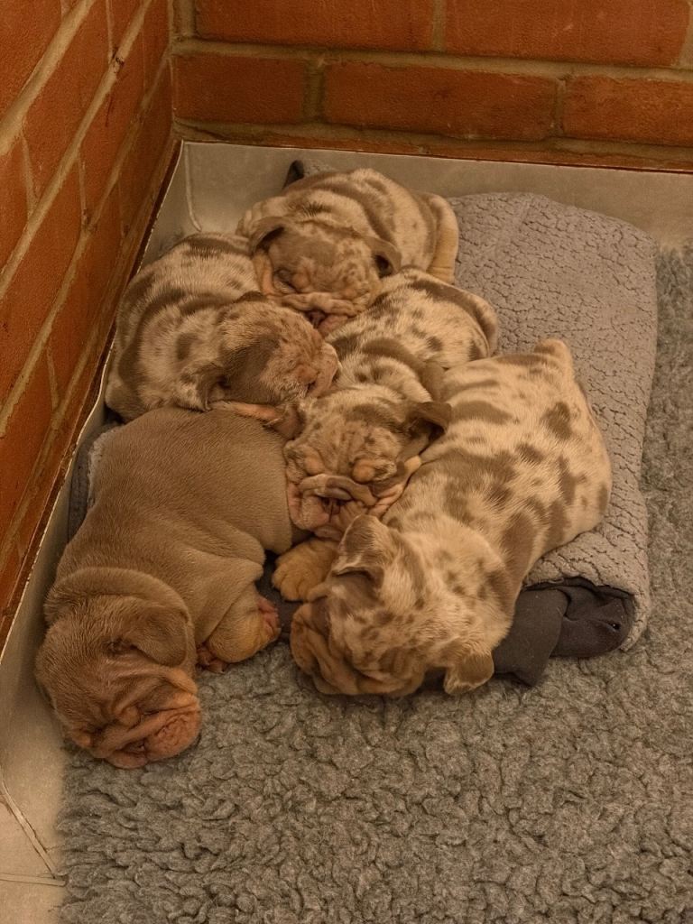 Ready to go English bulldog puppies 🐾🎀💙