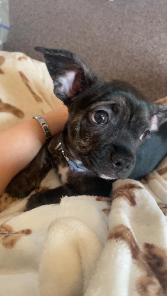 French x chiweenie 9 weeks