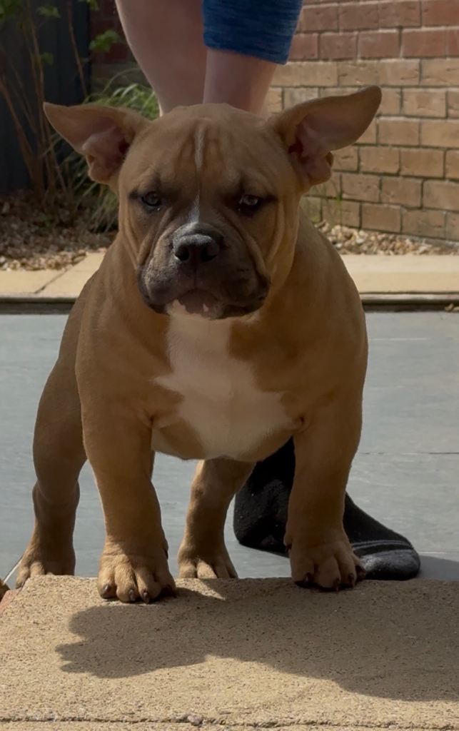 Pocket Bully Puppies