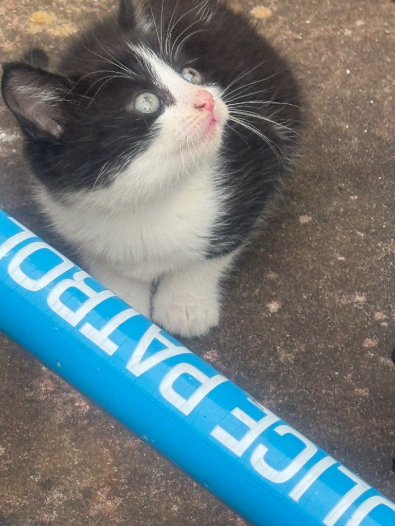 Kittens