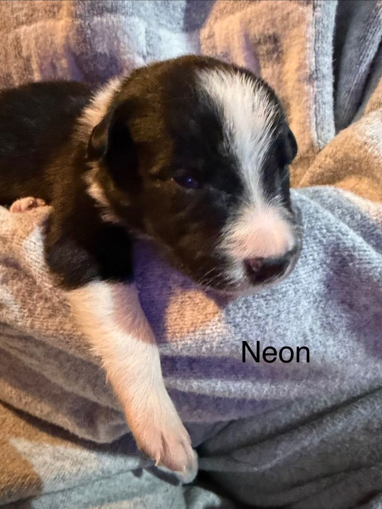 Family Raised Border Collie Pups 