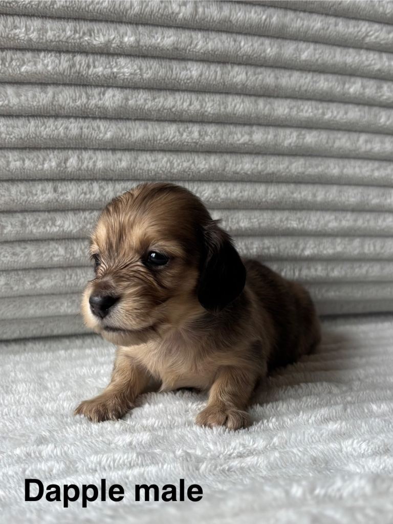 Beautiful Long-Haired Miniature Dachshund Puppies