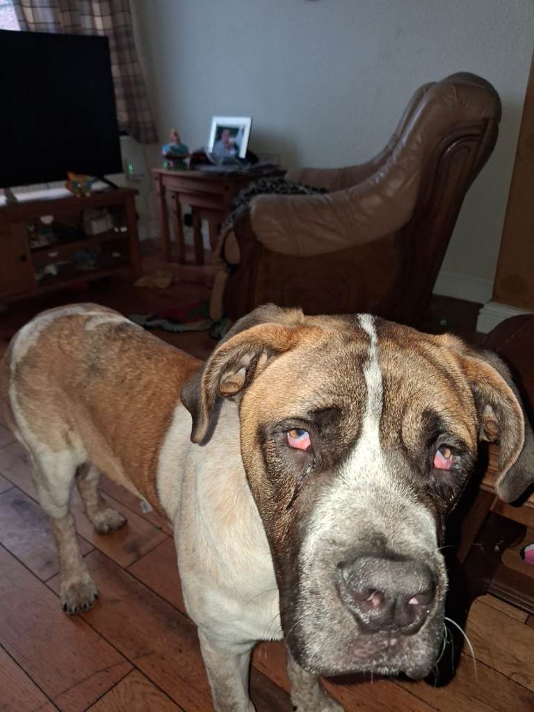 Dog for sale  pick up only