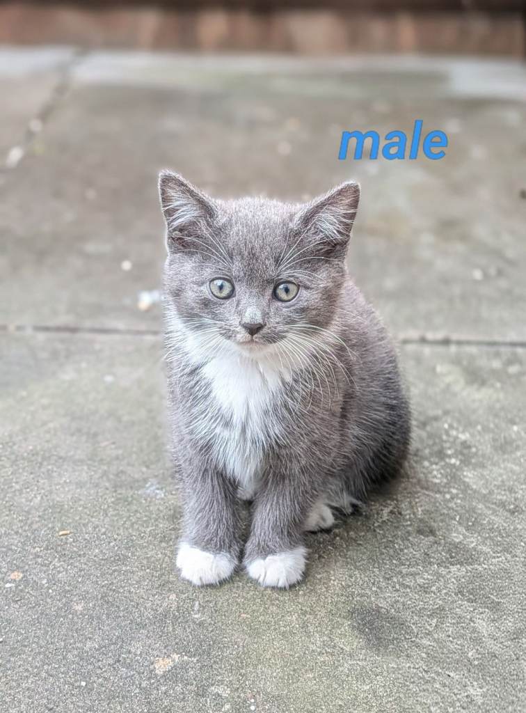 Kitten's for sale - Mixed litter 
