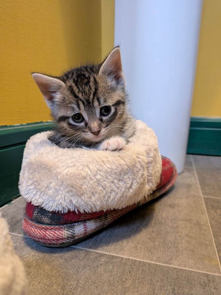 Kitten 10 weeks old 