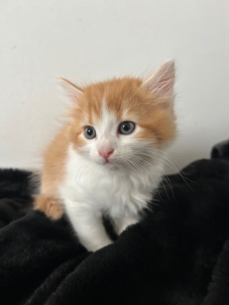 Kittens for sale