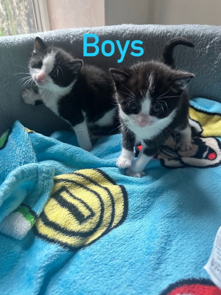 Kittens
