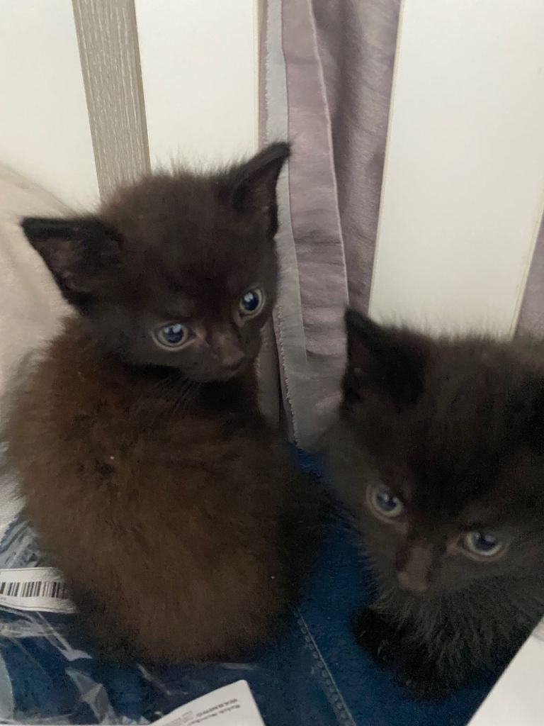 Black kittens 