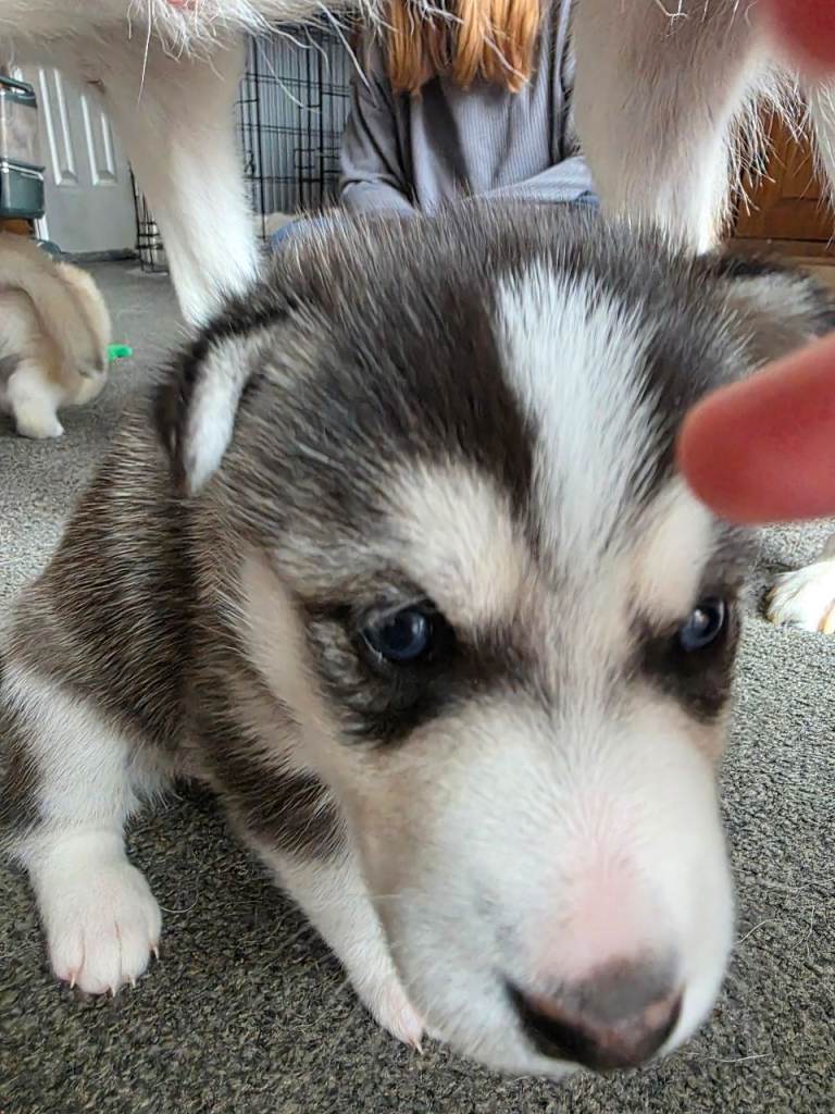 Siberian husky x German shepherd 