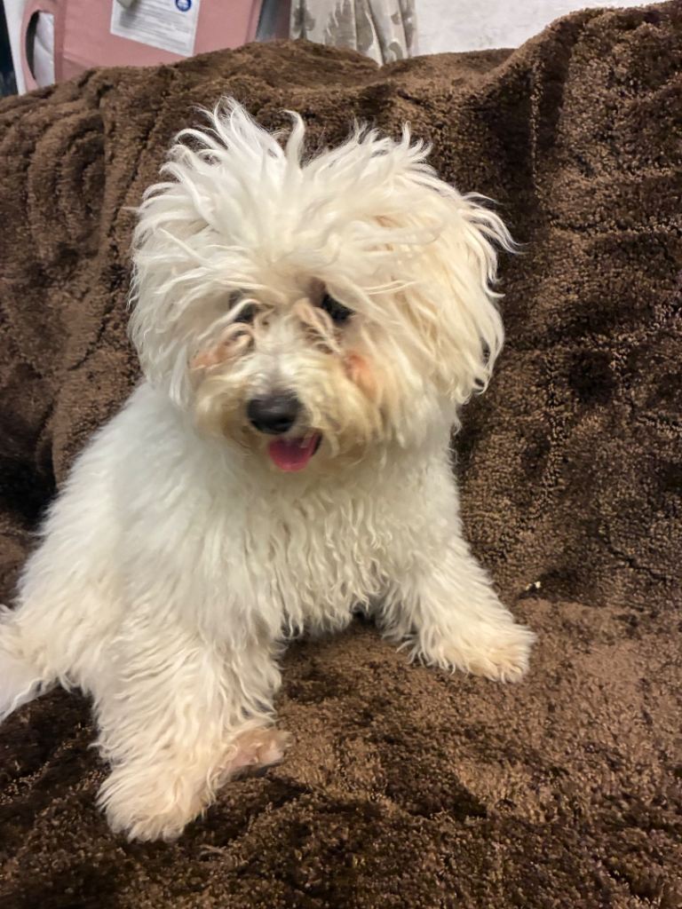 Bichon Frise Puppies