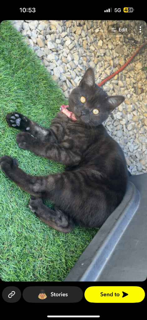 British shorthair 