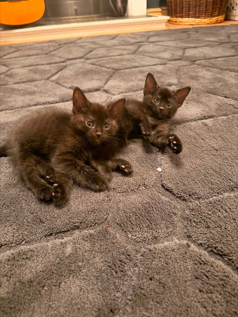 Black Kittens