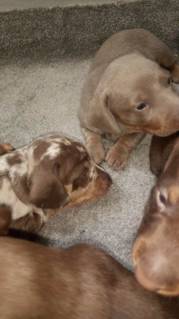 Miniature dachshund 