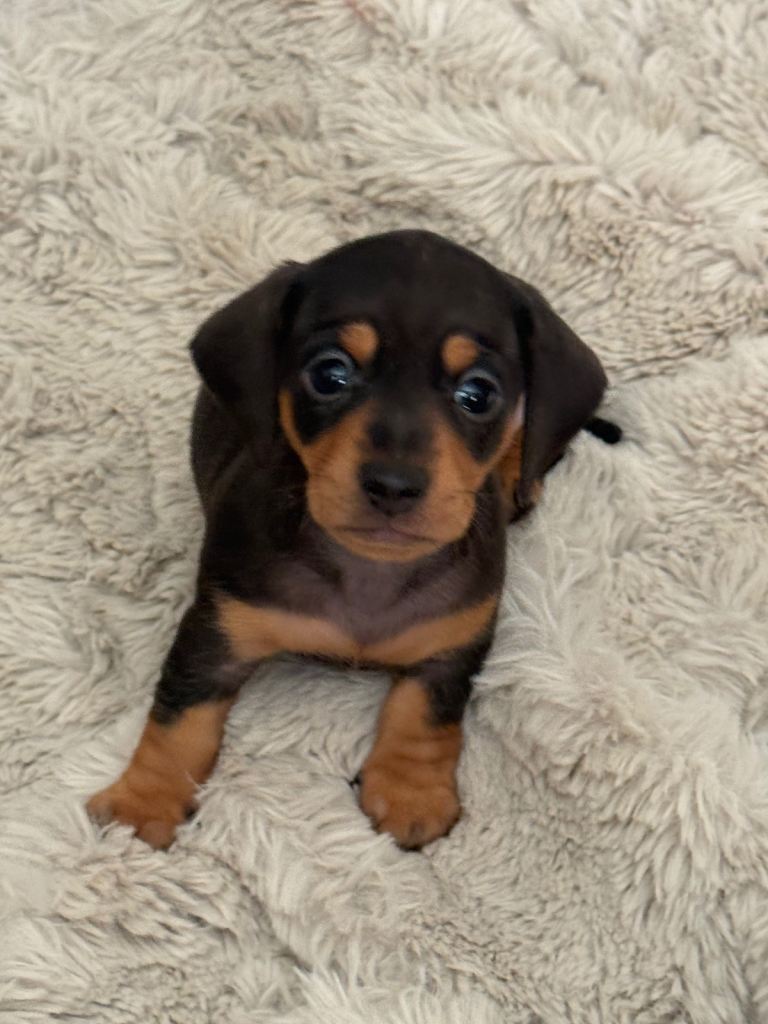 Miniature dachshund puppy (girl)