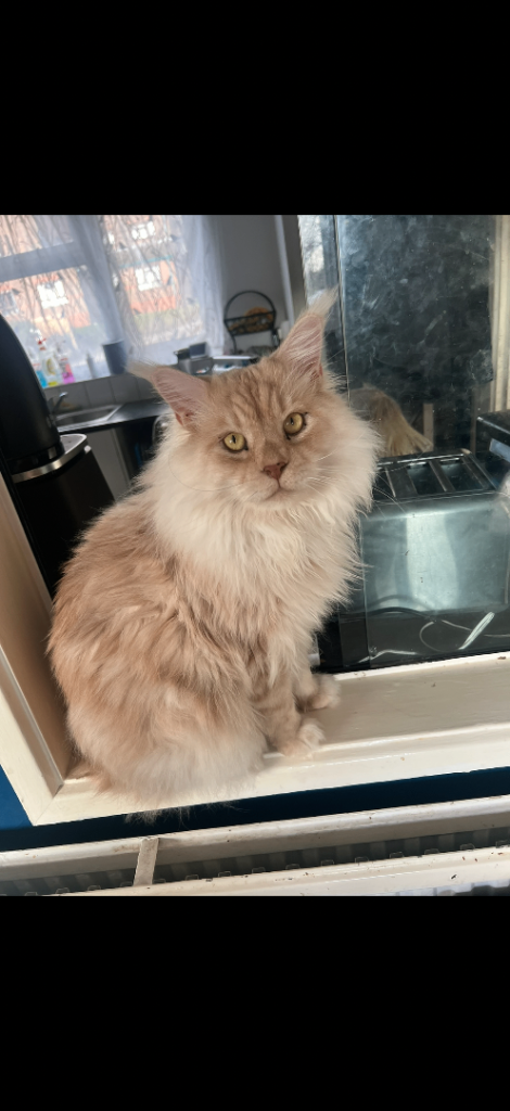 Male Maine Coon