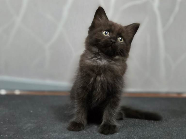 Female Ragcoon kittens and mum